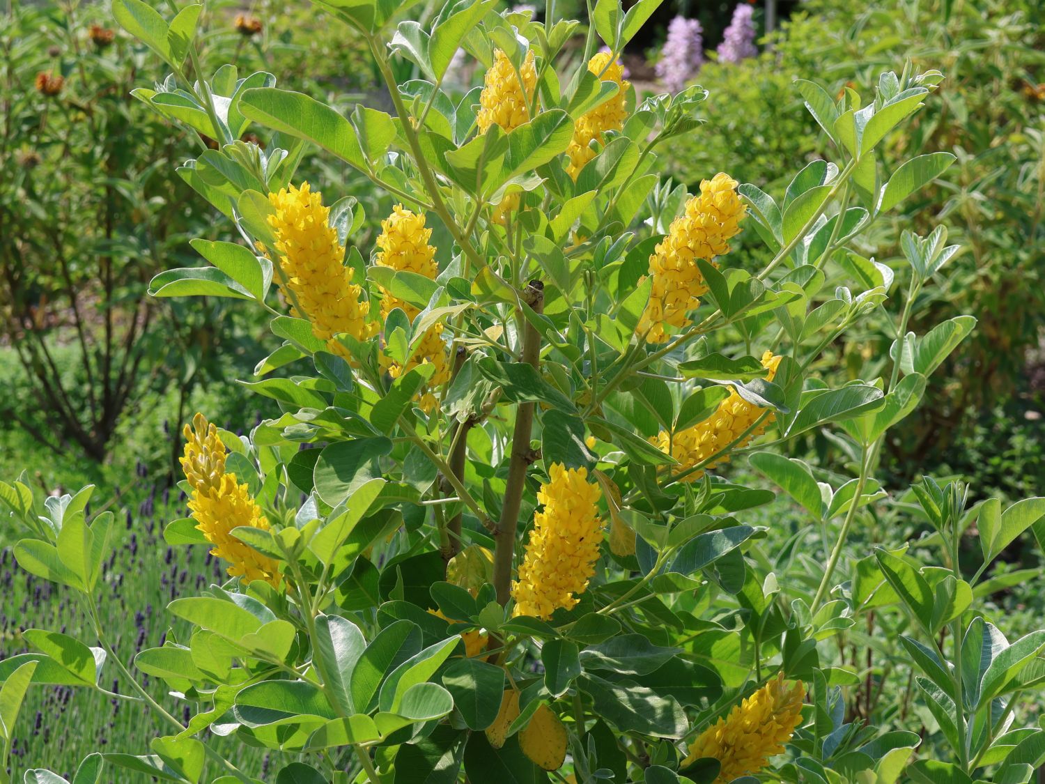 Silberginster (Argyrocytisus)