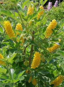 Silberginster (Argyrocytisus)