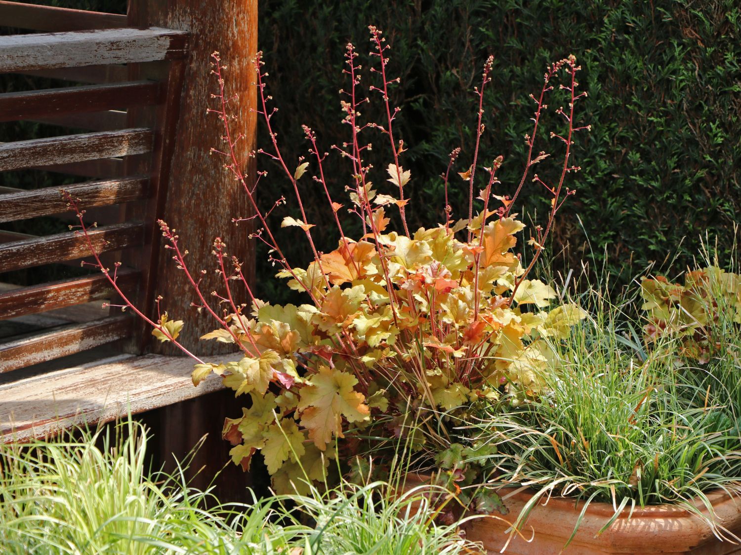 Silberglöckchen 'Amber Waves' - Heuchera micrantha 'Amber Waves'