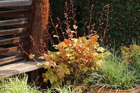 Silberglöckchen 'Amber Waves' - Heuchera micrantha 'Amber Waves'