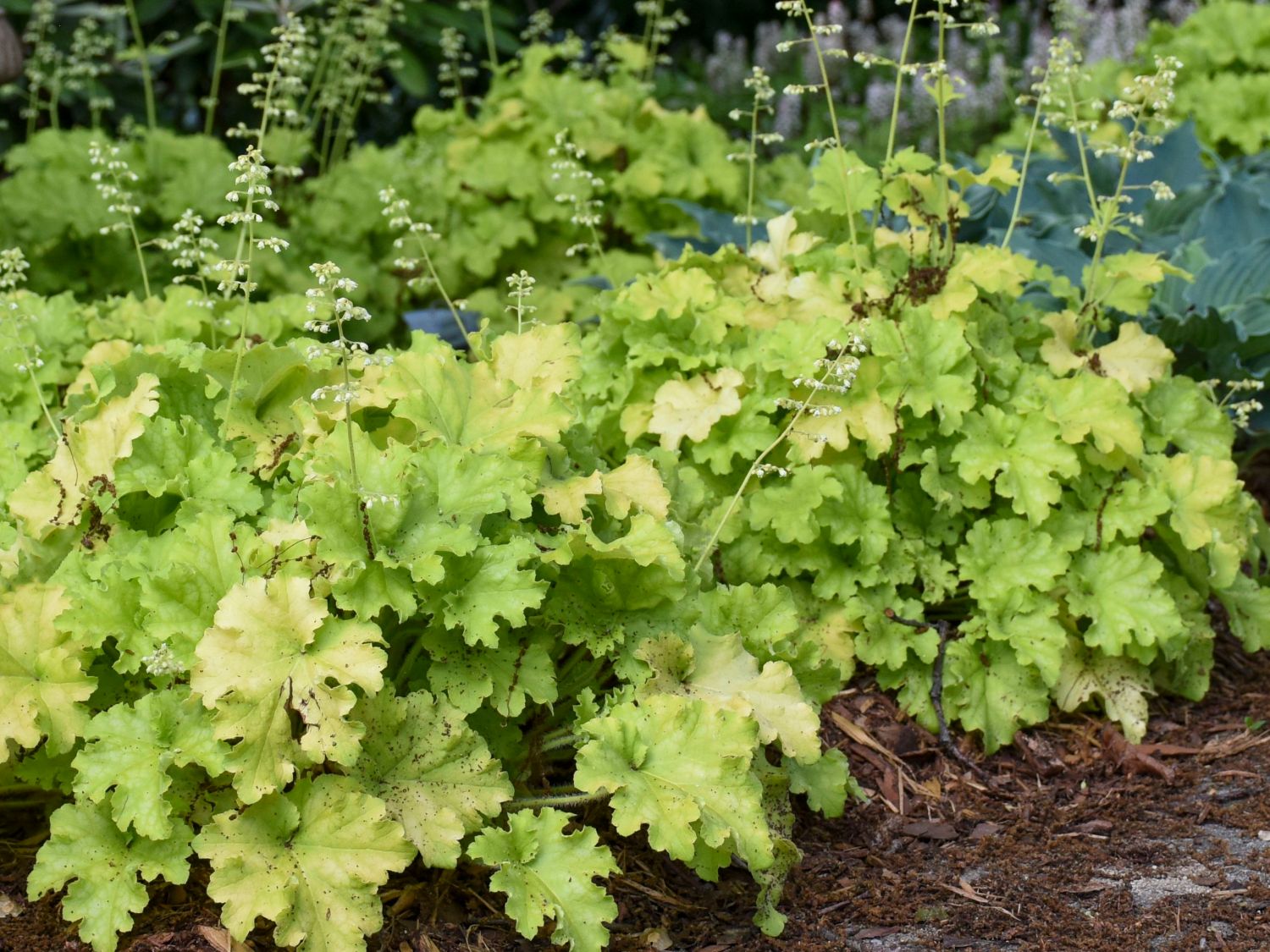 Silberglöckchen 'Apple Twist'