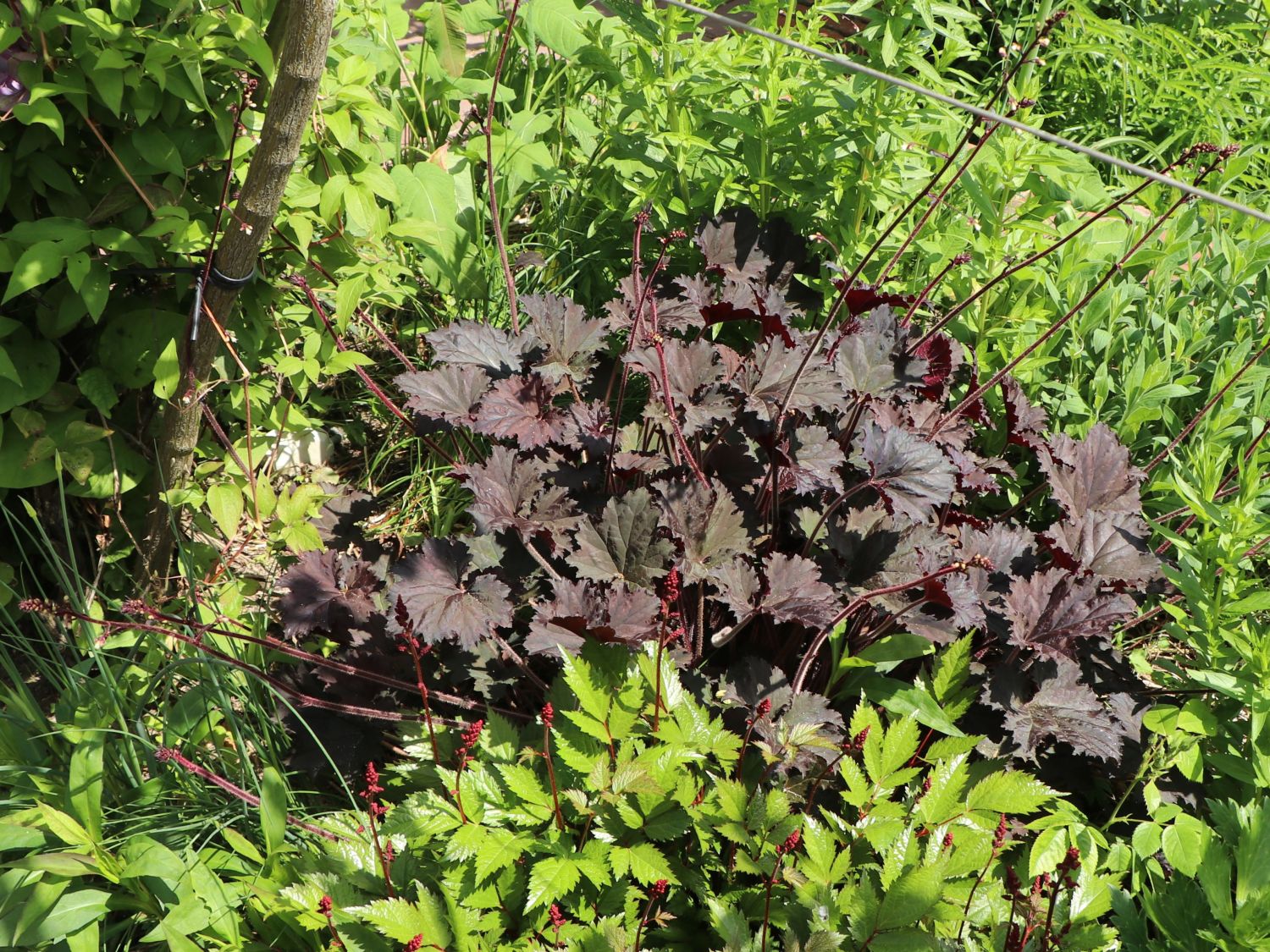 Silberglöckchen 'Binoche'