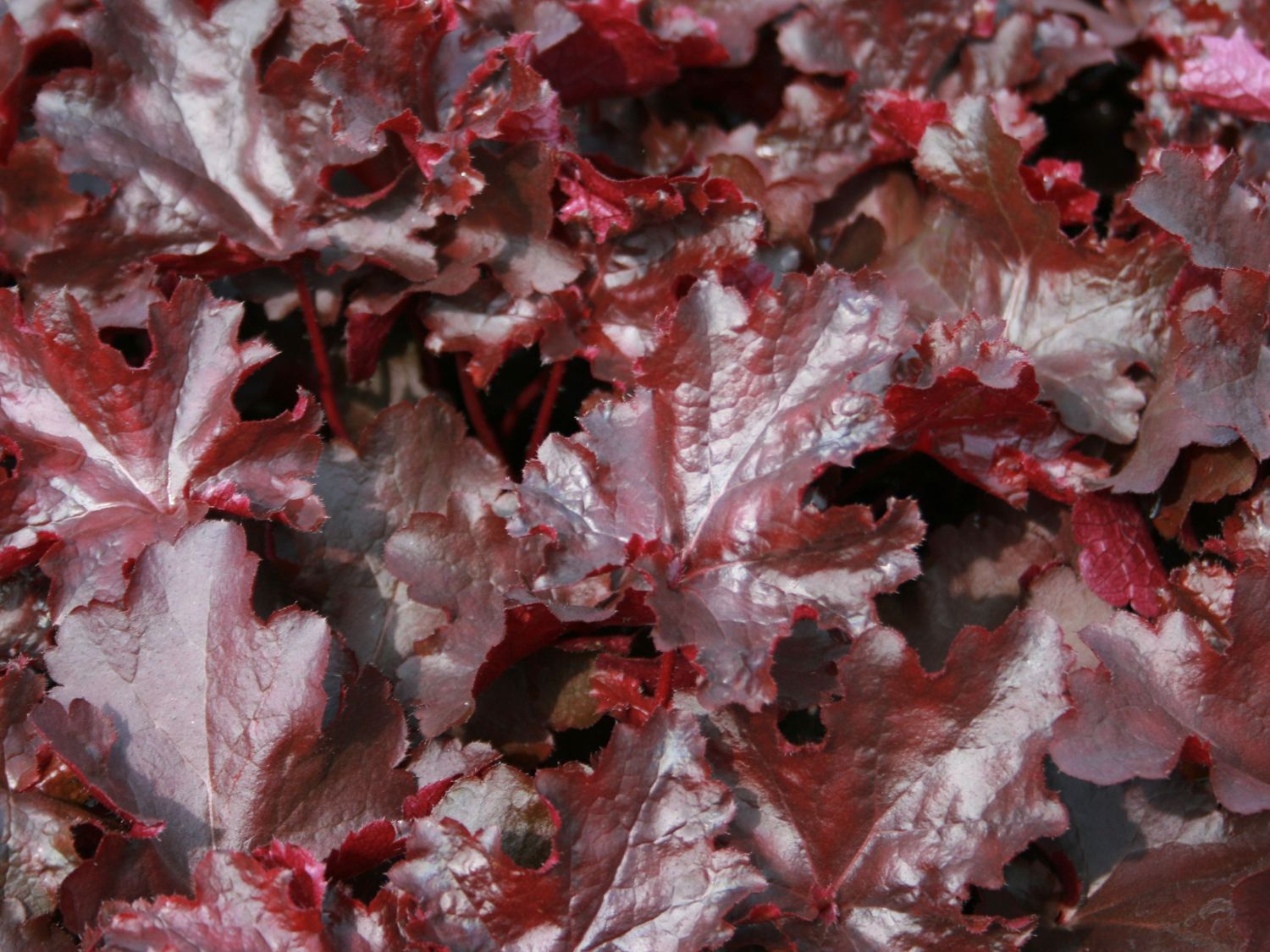 Silberglöckchen 'Black Beauty'