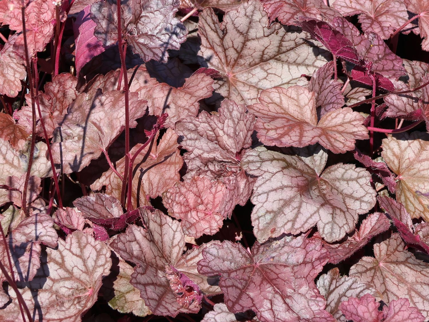 Silberglöckchen 'Cascade Dawn'