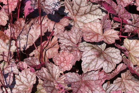Silberglöckchen 'Cascade Dawn' - Heuchera micrantha 'Cascade Dawn'
