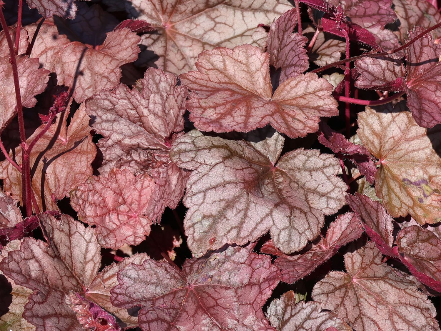 Silberglöckchen 'Cascade Dawn' - Heuchera micrantha 'Cascade Dawn'