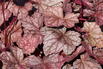 Silberglöckchen 'Cascade Dawn' - Heuchera micrantha 'Cascade Dawn'