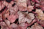 Silberglöckchen 'Cascade Dawn' - Heuchera micrantha 'Cascade Dawn'