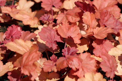 Silberglöckchen 'Cherry Cola' - Heuchera micrantha 'Cherry Cola'