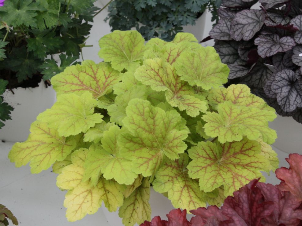 Silberglöckchen 'Electra'