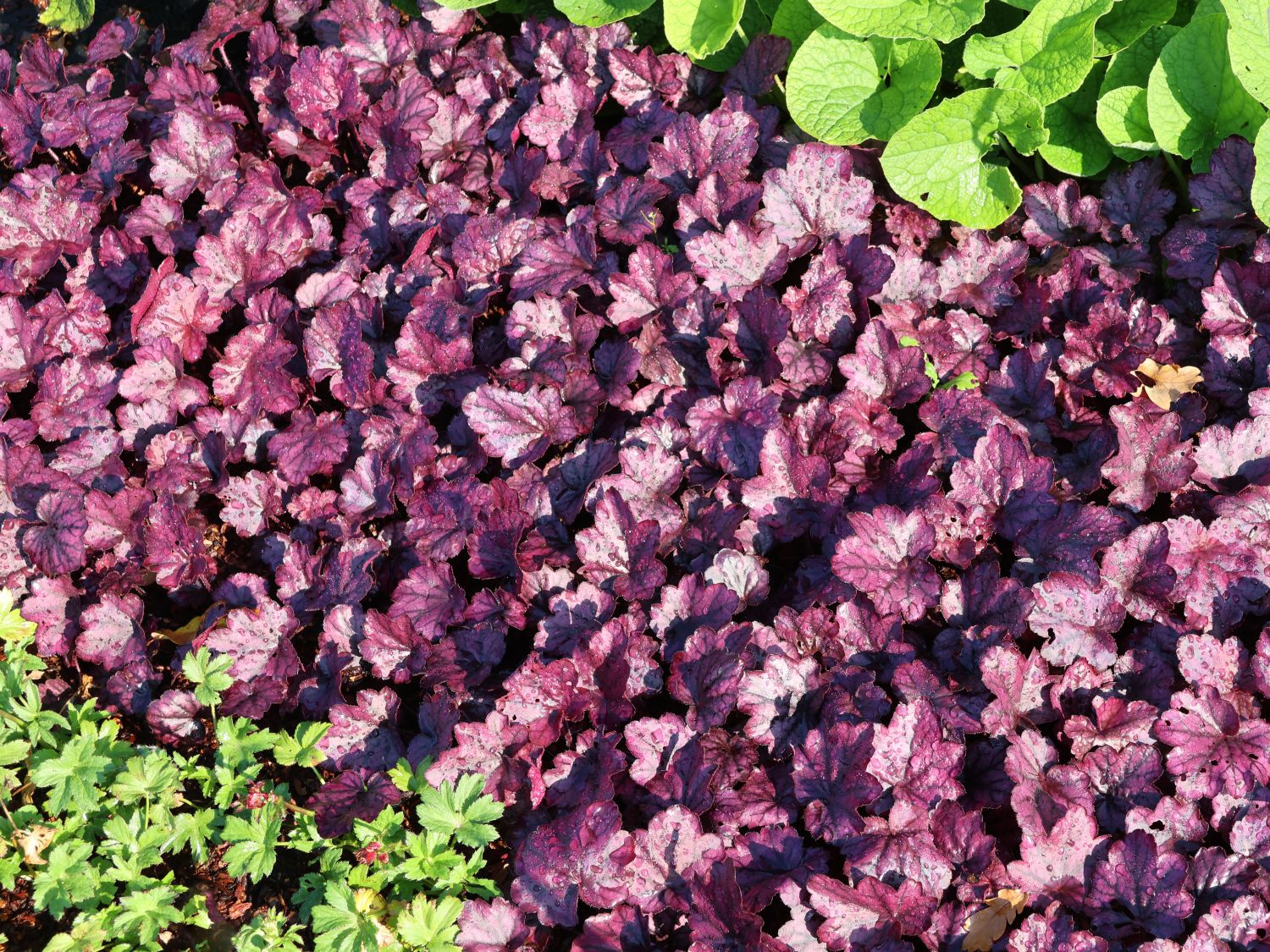 Silberglöckchen 'Electric Plum'