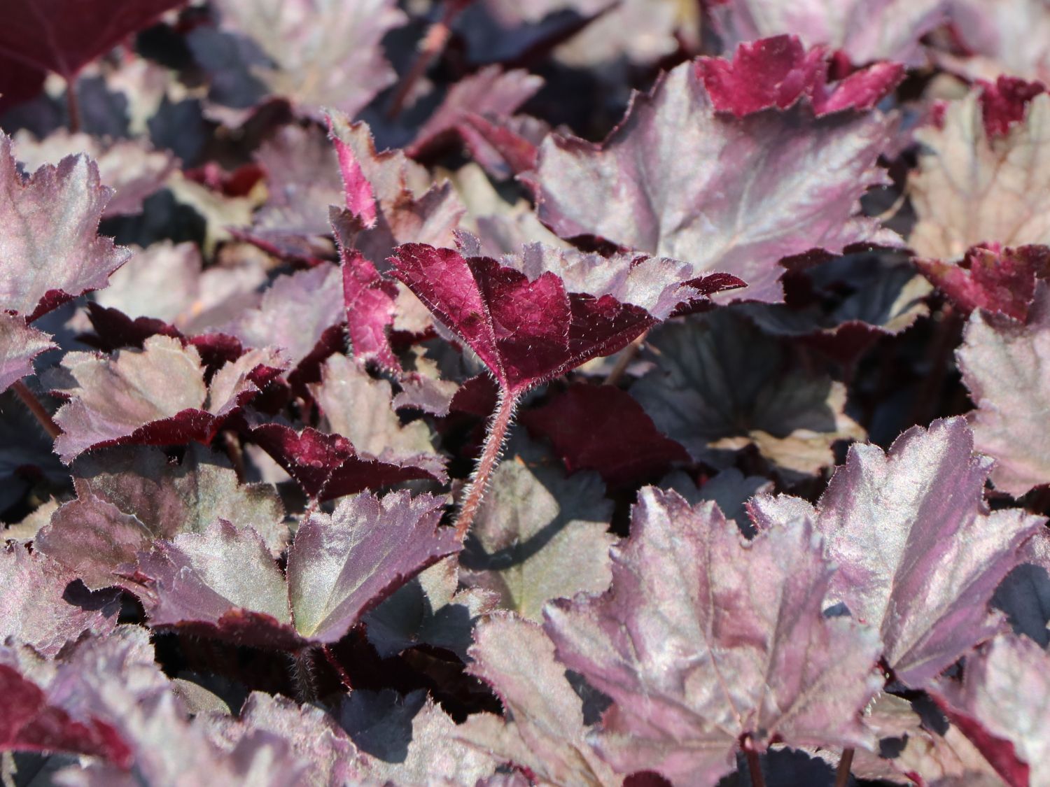 Silberglöckchen 'Frosted Violet'
