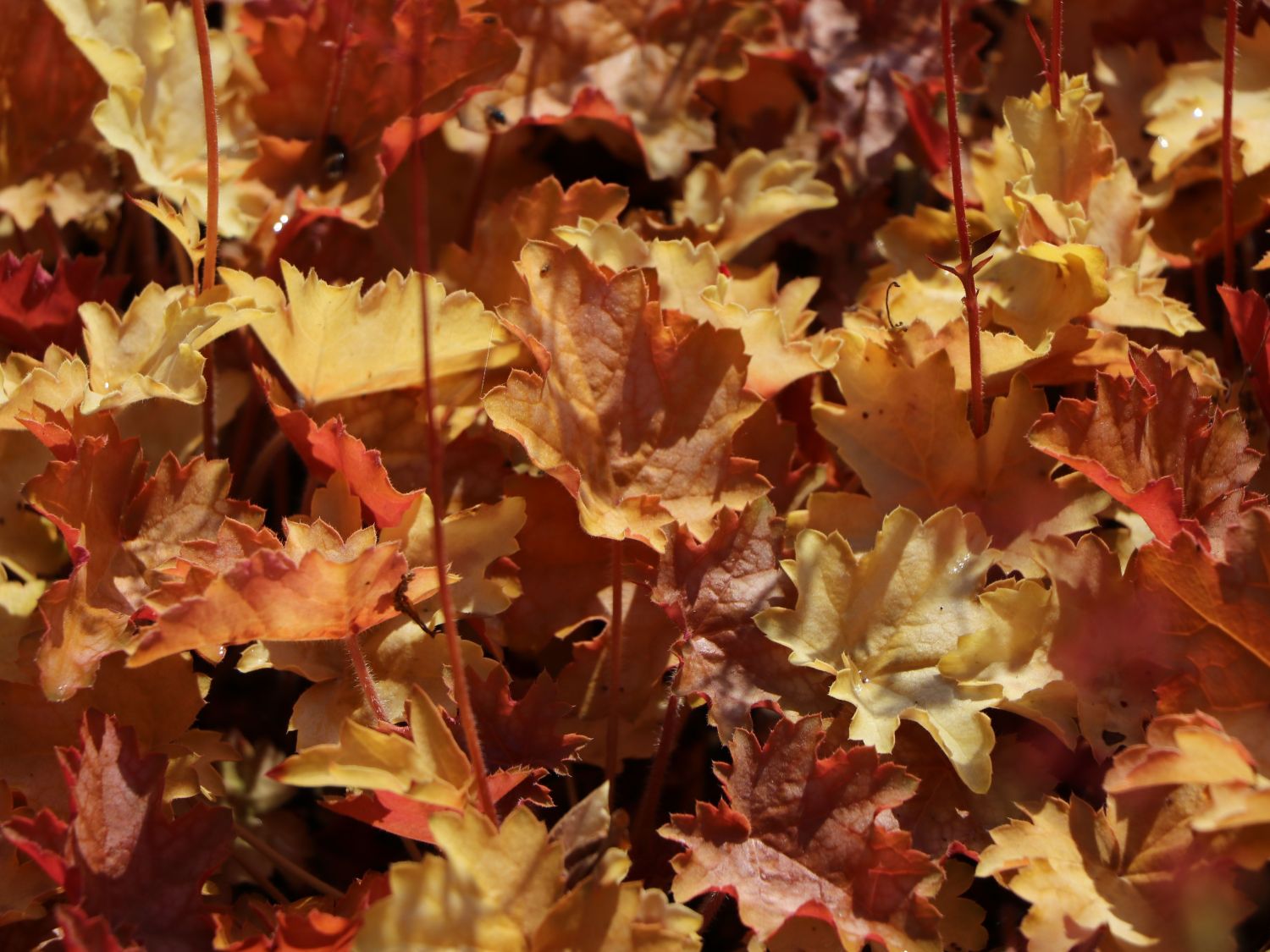 Silberglöckchen 'Ginger Ale' ®