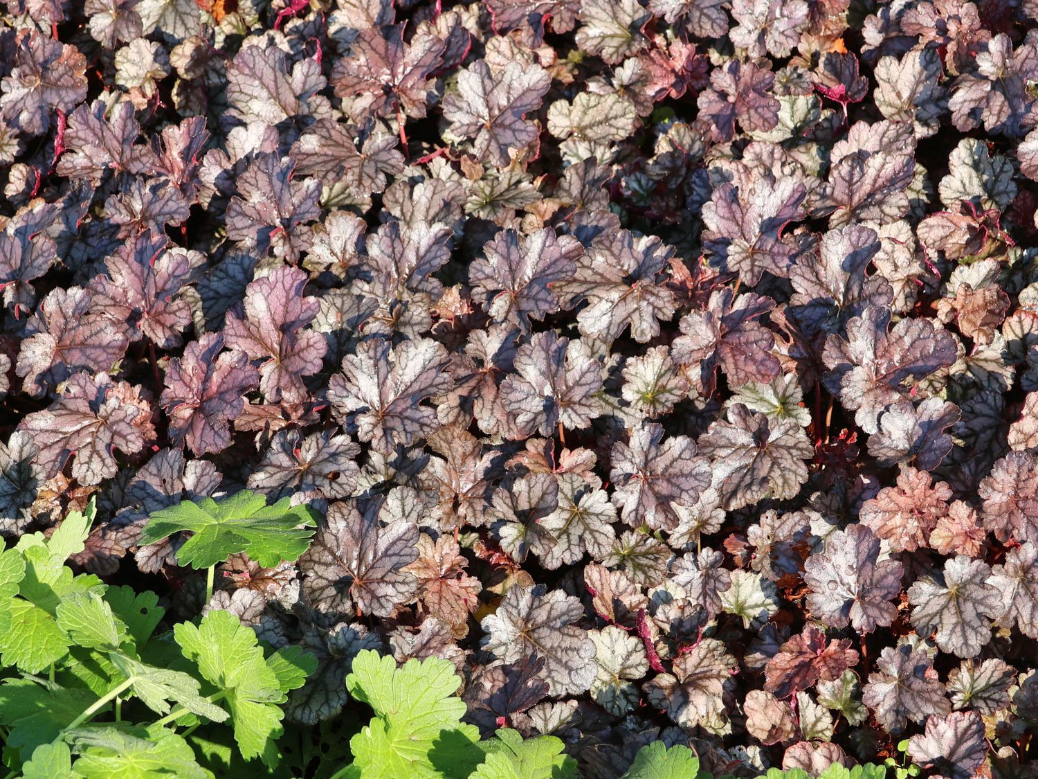 Silberglöckchen 'Jade Gloss'