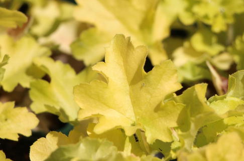 Silberglöckchen 'Lime Marmalade' - Heuchera villosa 'Lime Marmalade'