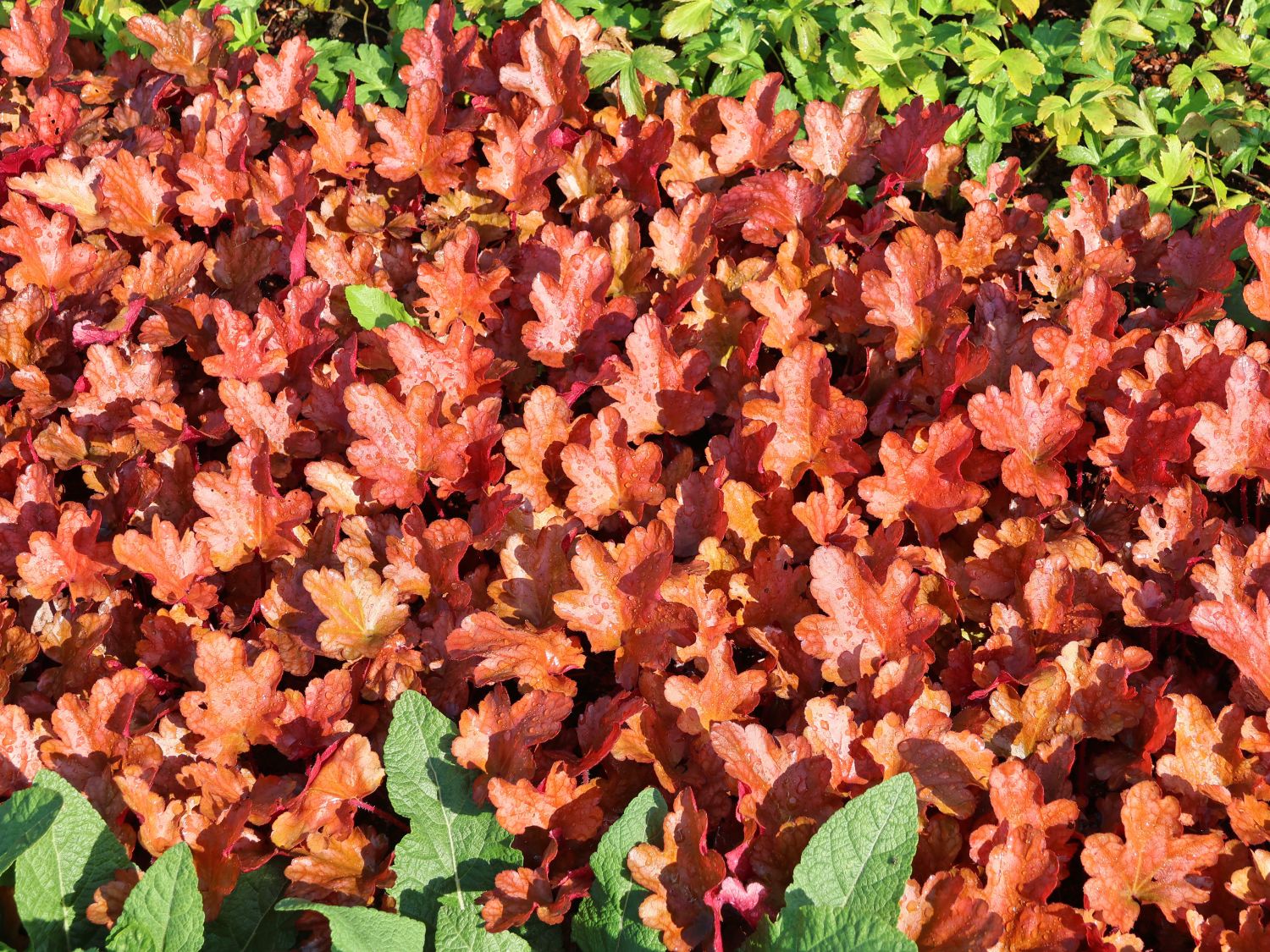 Silberglöckchen 'Peach Flambé'