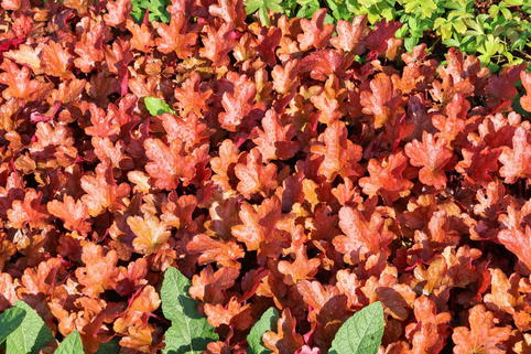 Silberglöckchen 'Peach Flambé' - Heuchera micrantha 'Peach Flambé'