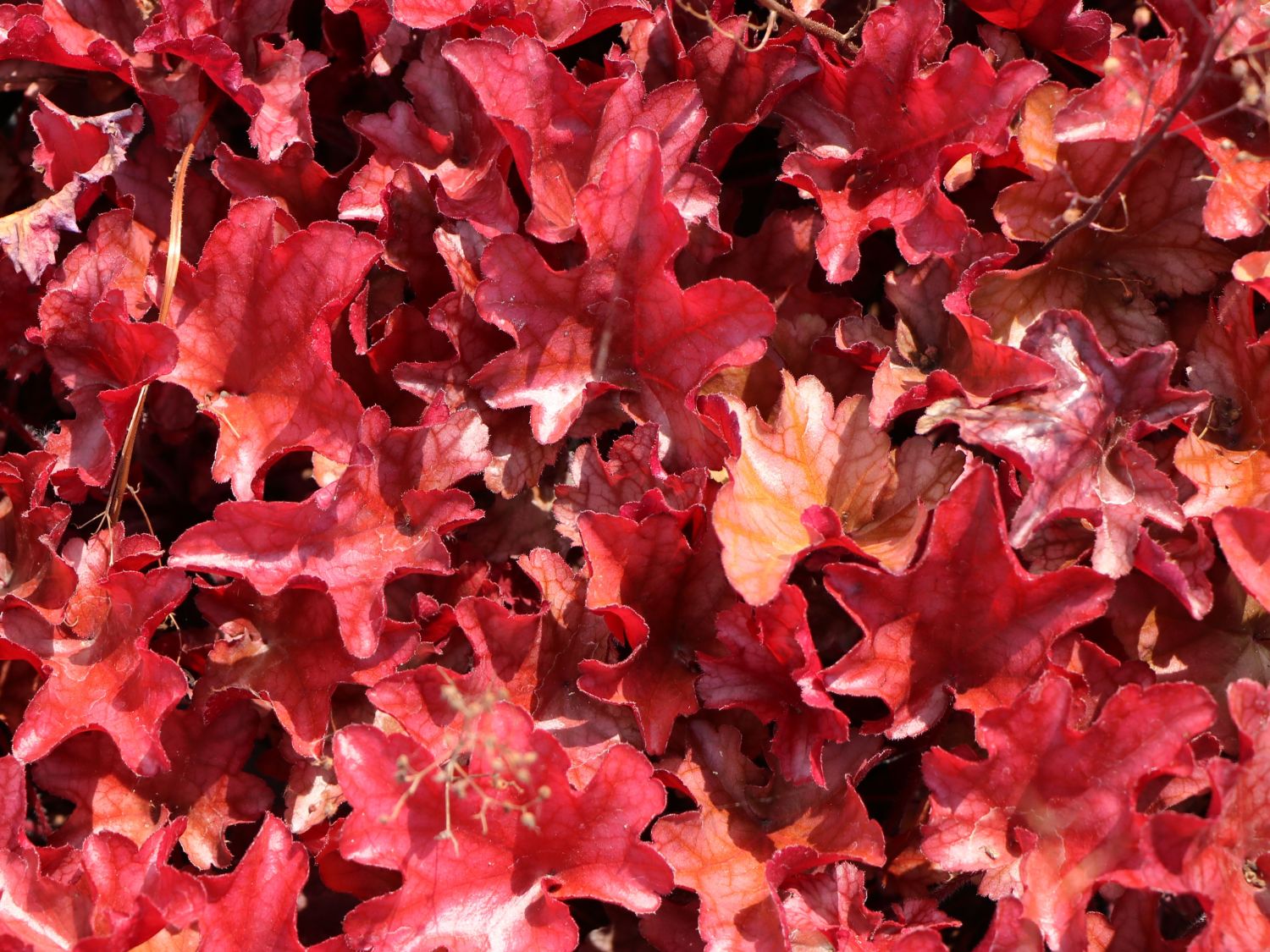 Silberglöckchen 'Peach Flambé' - Heuchera micrantha 'Peach Flambé'