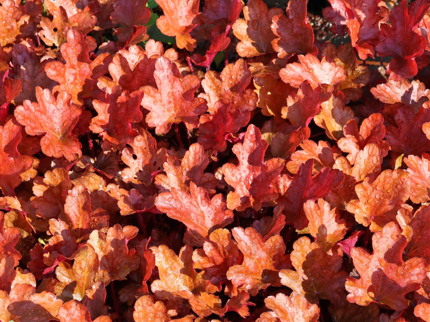 Silberglöckchen 'Peach Flambé' - Heuchera micrantha 'Peach Flambé'