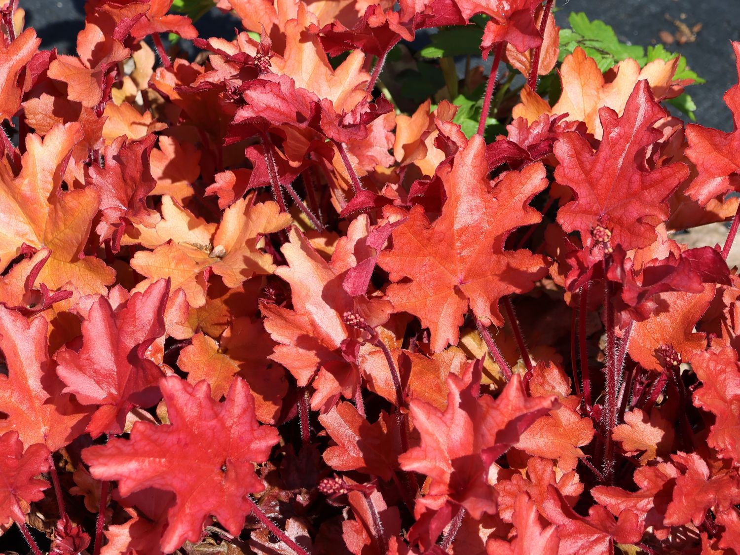Silberglöckchen 'Peach Flambé' - Heuchera micrantha 'Peach Flambé'