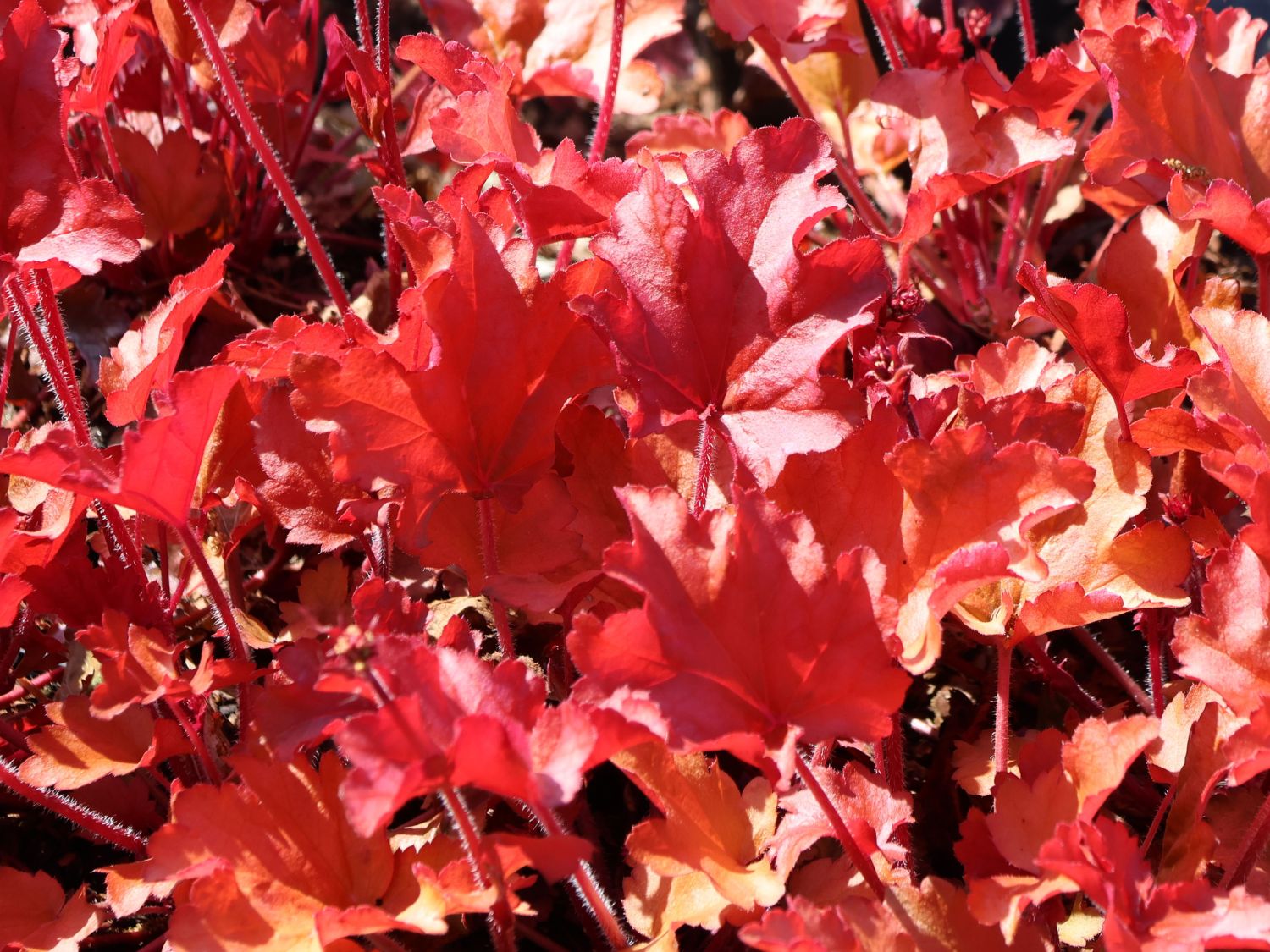 Silberglöckchen 'Peach Flambé' - Heuchera micrantha 'Peach Flambé'