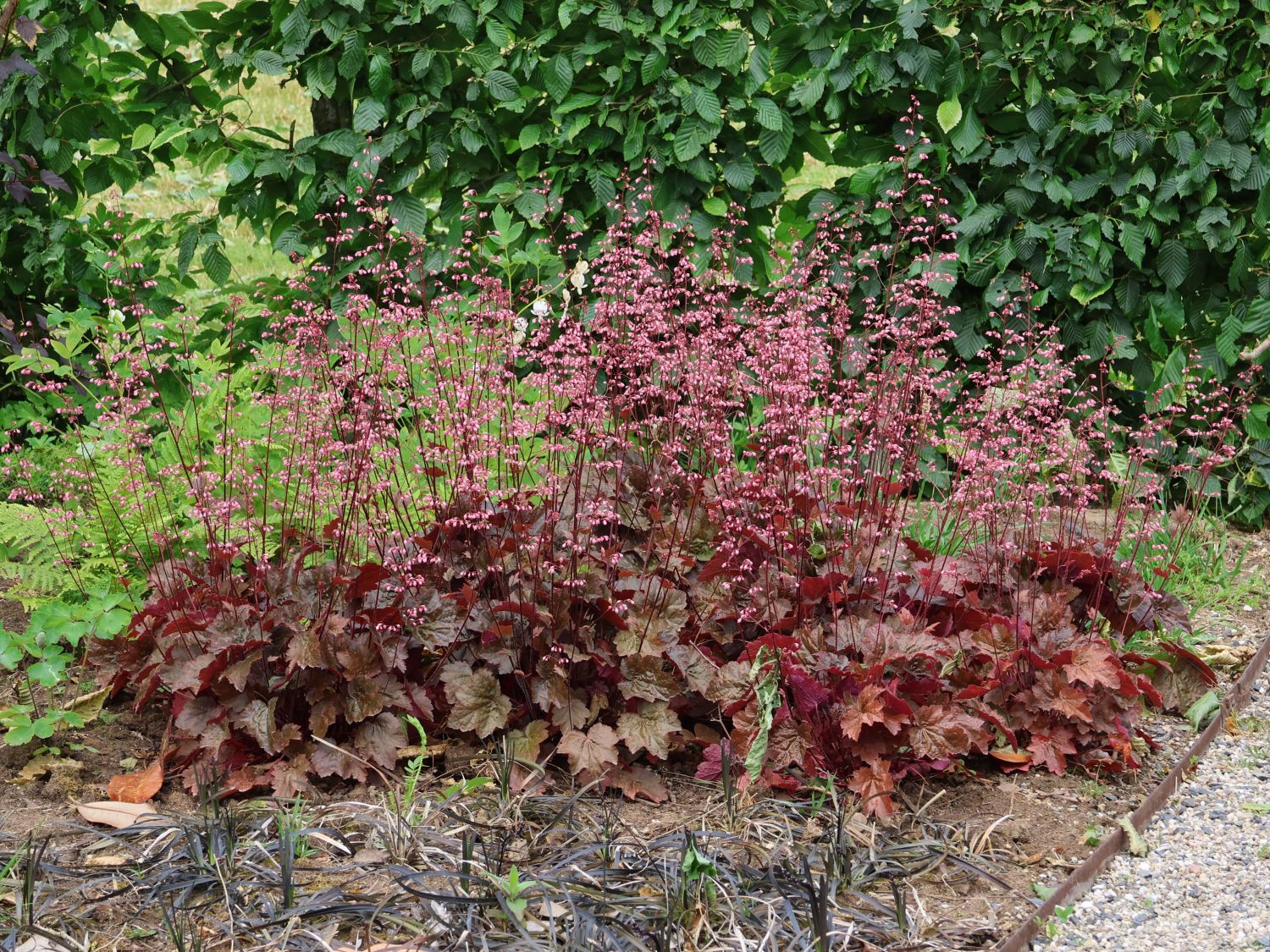 Silberglöckchen 'Rachel'