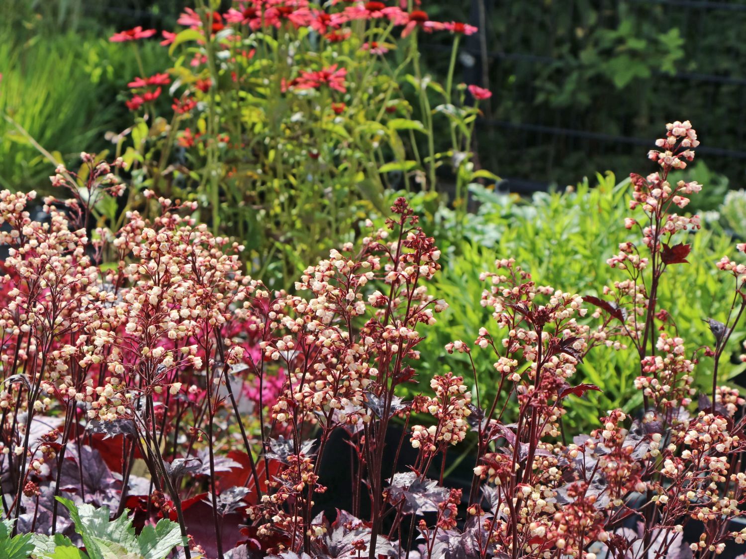 Silberglöckchen 'Shanghai'