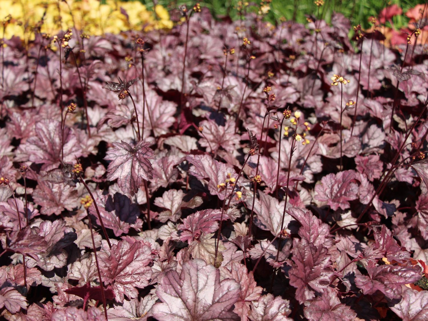 Purpurglöckchen (Heuchera)