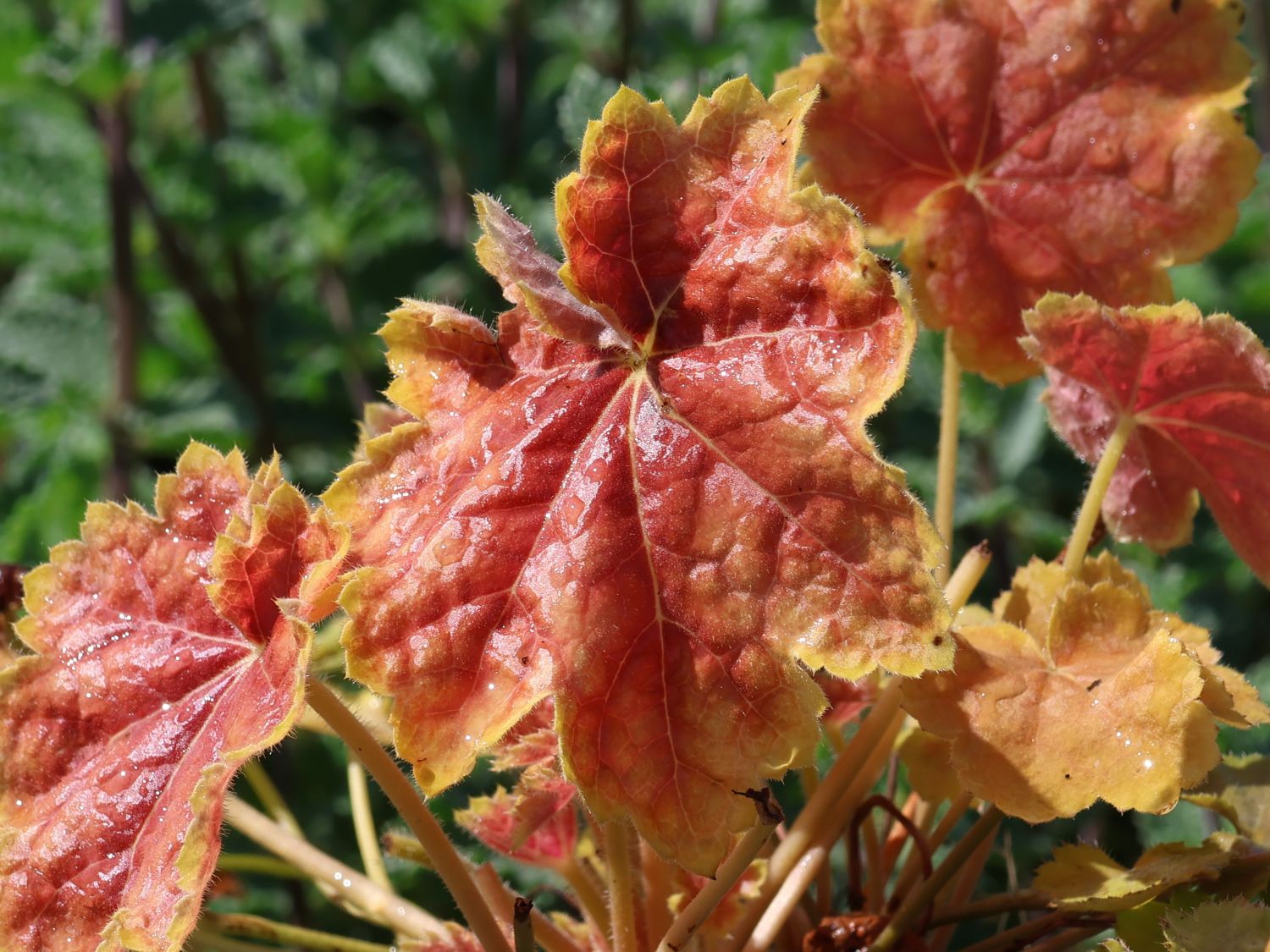 Silberglöckchen 'Tiramisu'