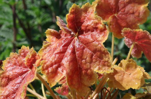 Silberglöckchen 'Tiramisu' - Heuchera villosa 'Tiramisu'