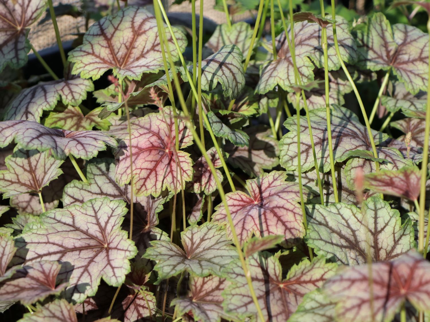 Silberglöckchen 'Venus'