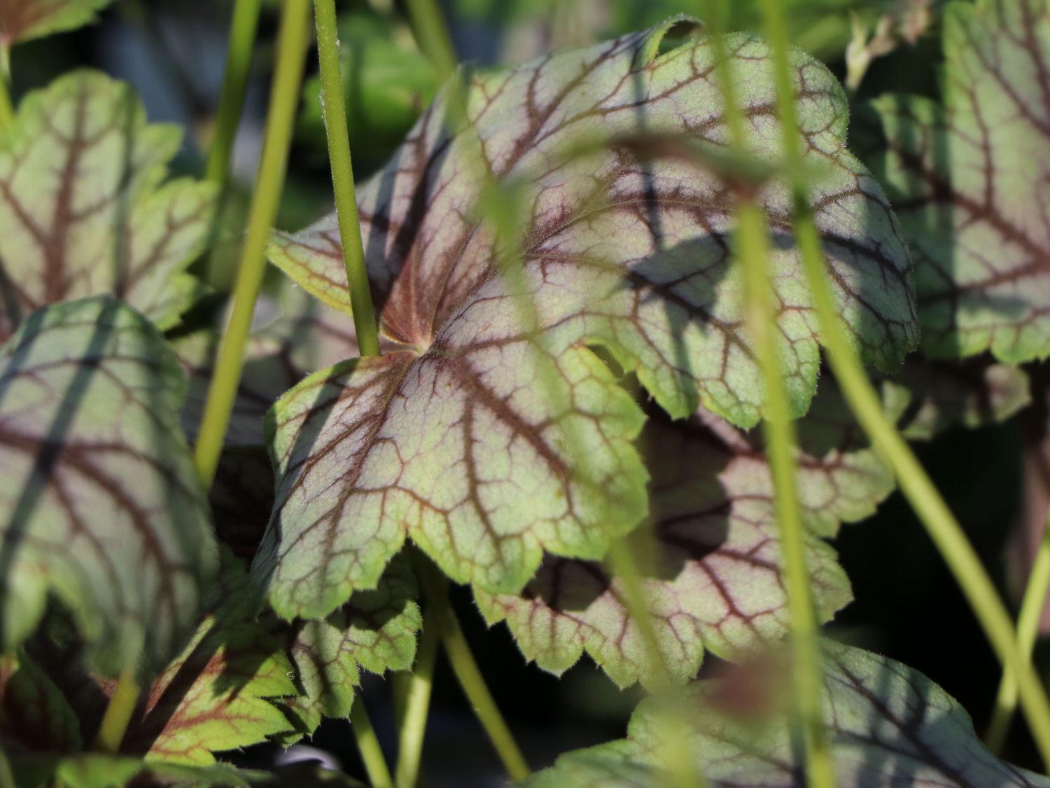 Silberglöckchen 'Venus' - Heuchera micrantha 'Venus'