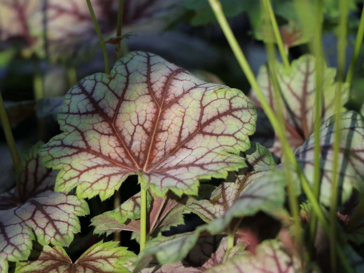 Silberglöckchen 'Venus' - Heuchera micrantha 'Venus'