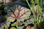 Silberglöckchen 'Venus' - Heuchera micrantha 'Venus'