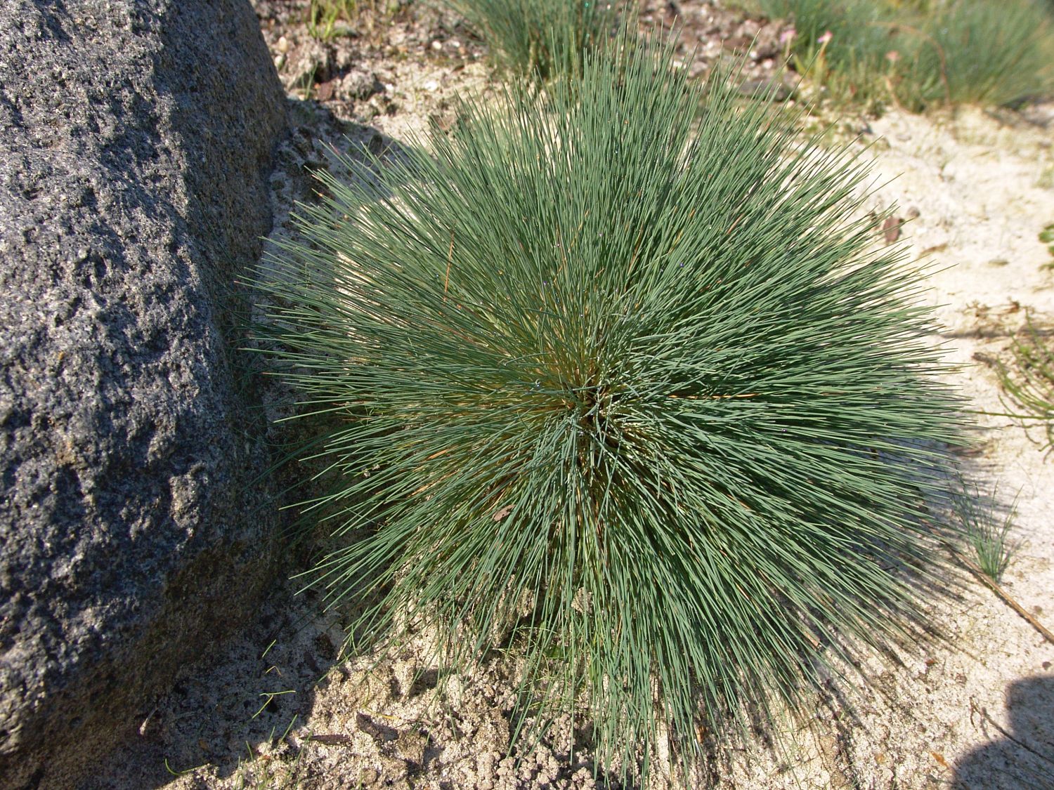 Silbergräser (Corynephorus)