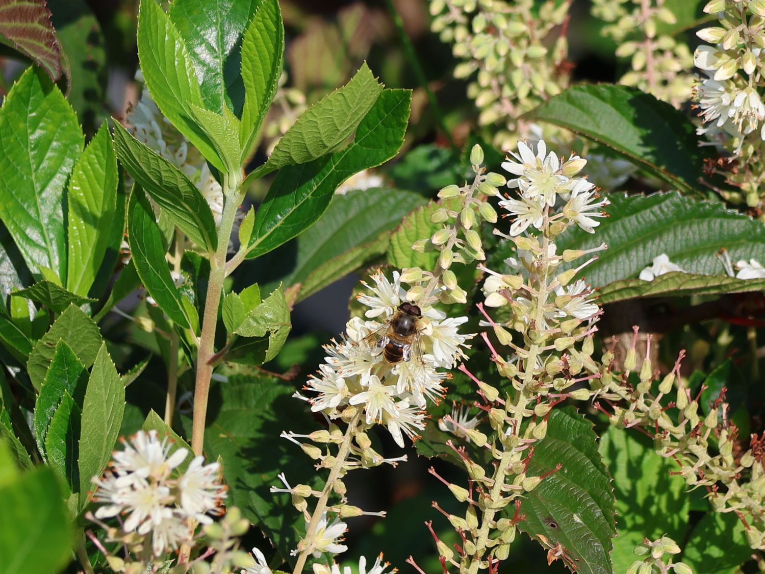 Silberkerzenstrauch 'Hummingbird' - Clethra alnifolia 'Hummingbird'