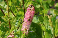 Silberkerzenstrauch 'Ruby Spice'