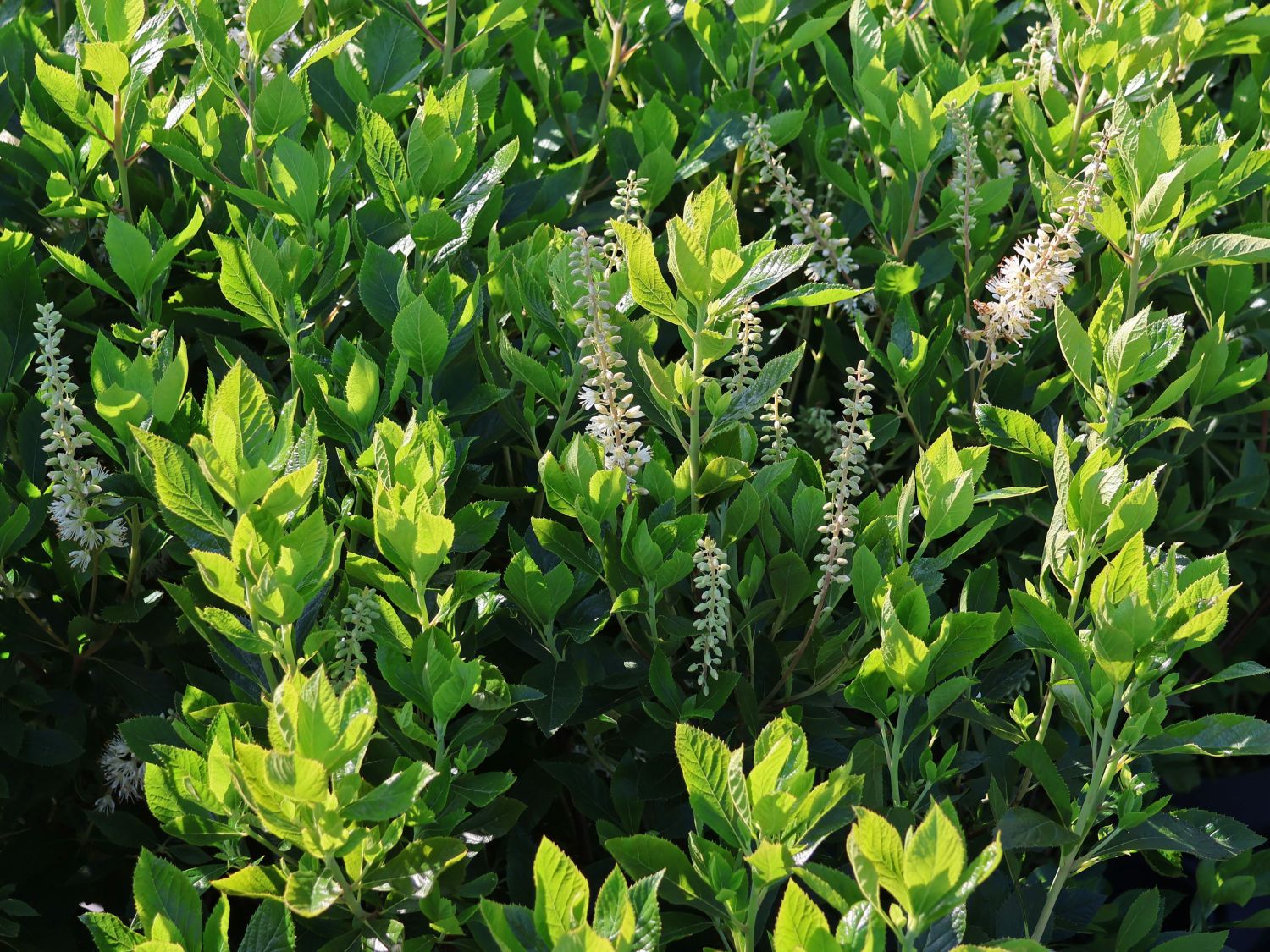 Silberkerzenstrauch 'Sixteen Candles' - Clethra alnifolia 'Sixteen Candles'