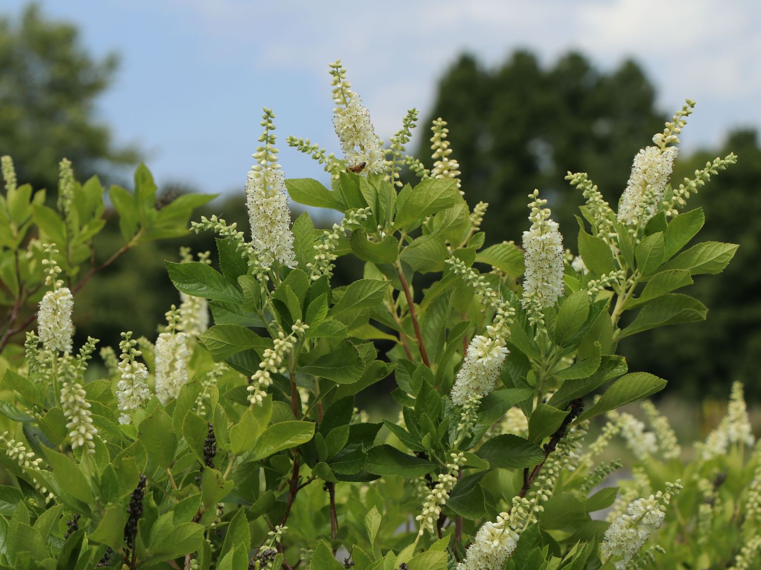 Silberkerzenstrauch / Zimterle / Scheineller - Clethra alnifolia