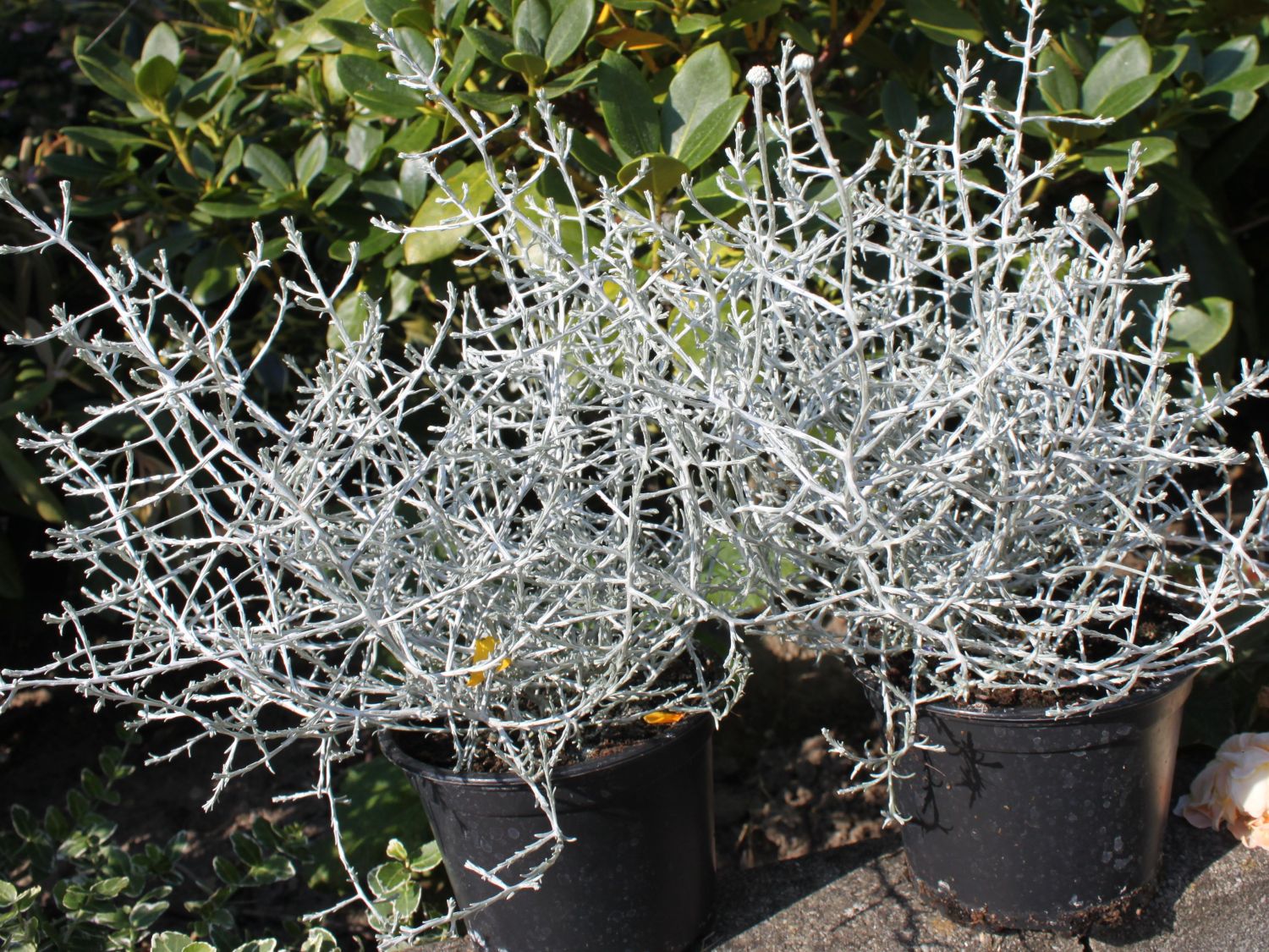 Leucophyta (Leucophyta)