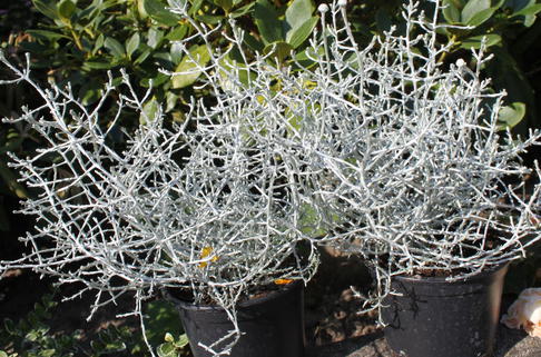 Silberkörbchen 'Silverbush' - Leucophyta brownii 'Silverbush'