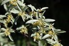 Silberlaubige Ölweide 'Quicksilver' - Elaeagnus angustifolia 'Quicksilver'