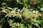 Silberlaubige Ölweide 'Quicksilver' - Elaeagnus angustifolia 'Quicksilver'