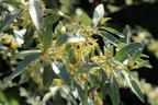Silberlaubige Ölweide 'Quicksilver' - Elaeagnus angustifolia 'Quicksilver'