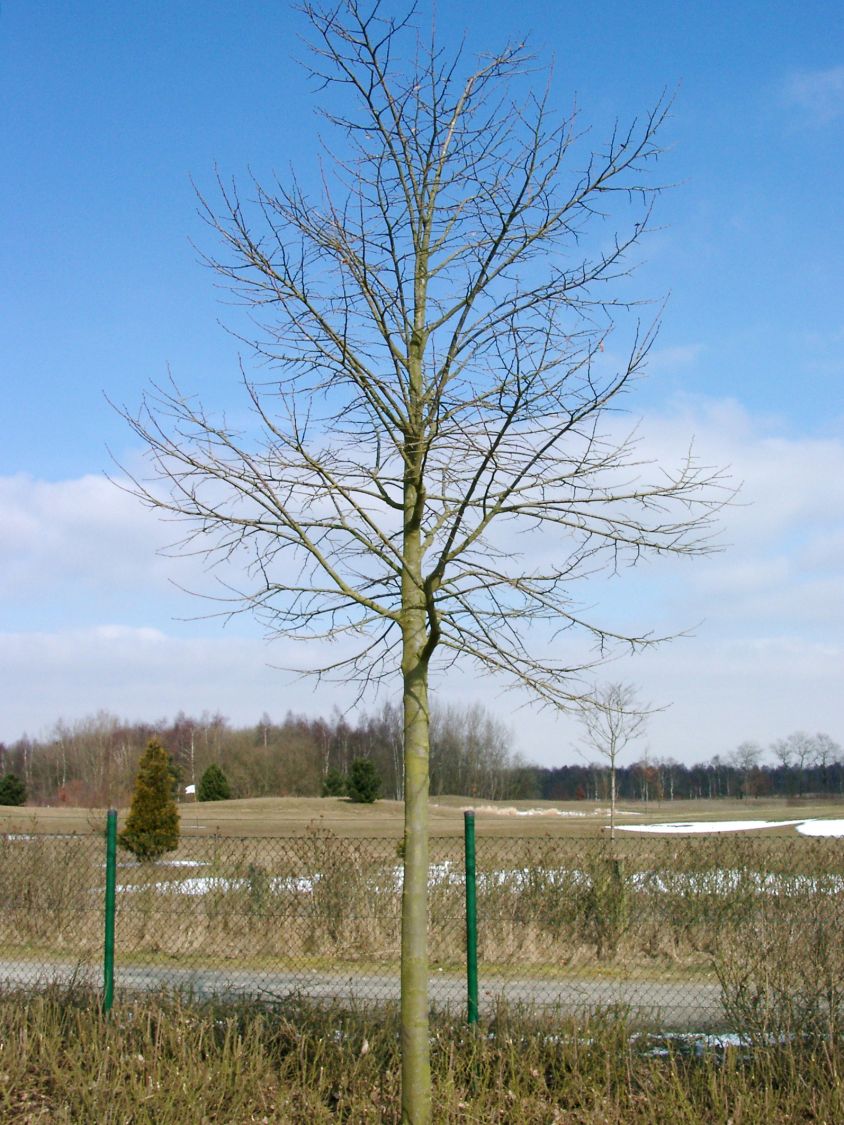 SilberLinde Tilia tomentosa Baumschule Horstmann