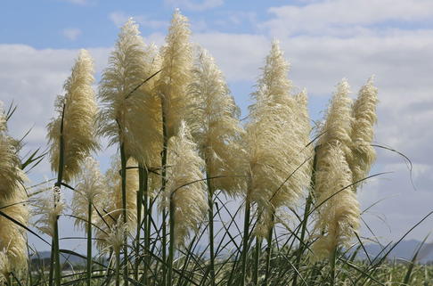 Silbernes Pampasgras 'Senior' - Cortaderia selloana 'Senior'