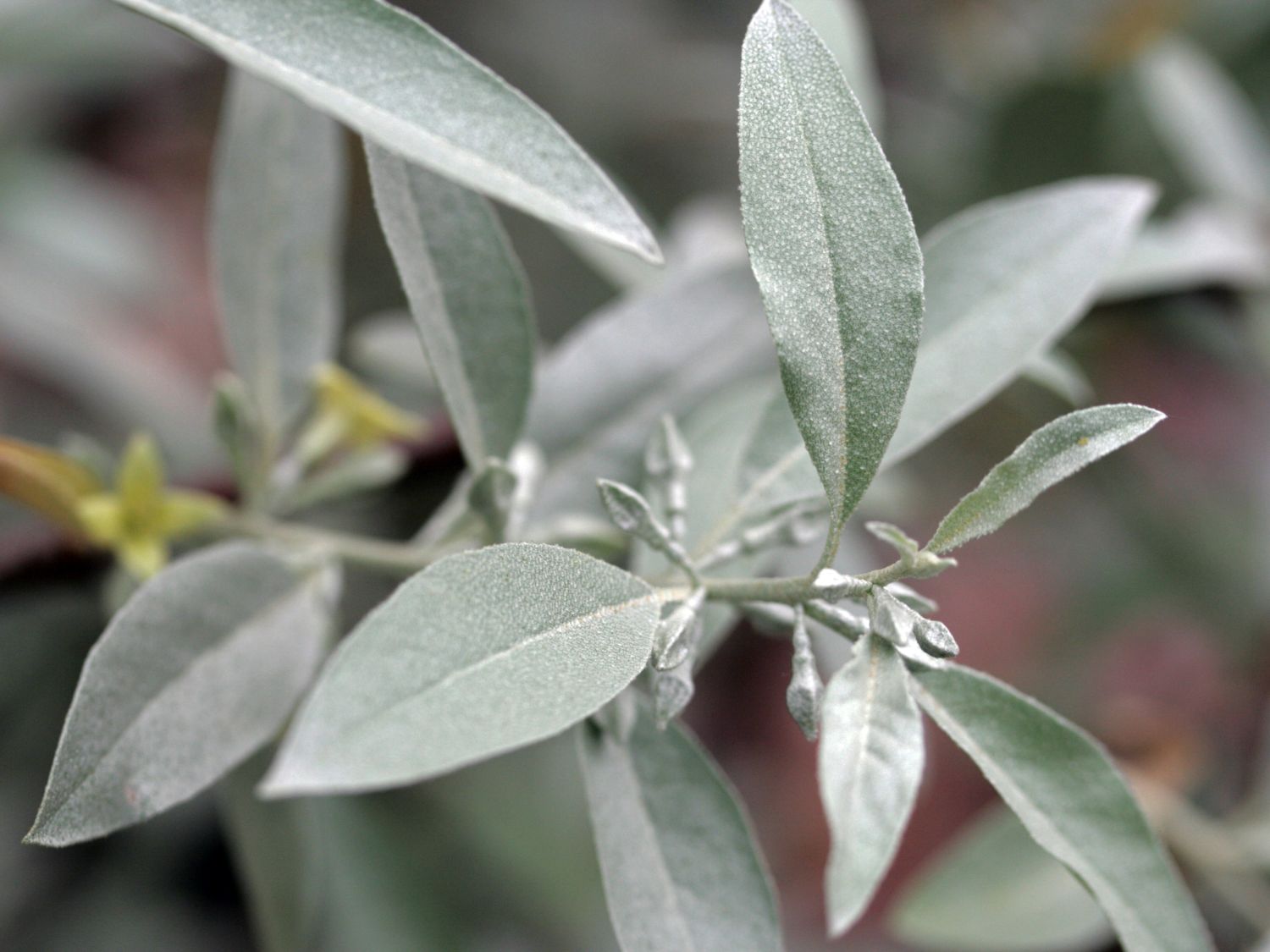 Silberölweide - Elaeagnus commutata