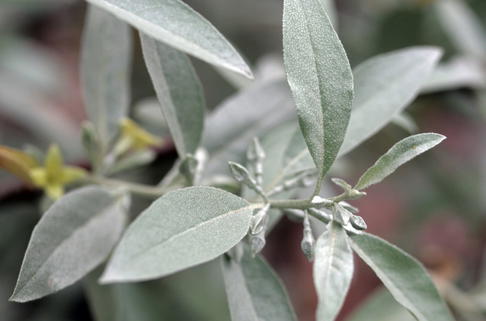 Silberölweide - Elaeagnus commutata