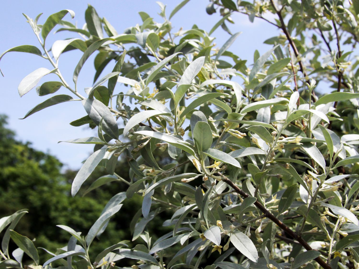 Silberölweide Elaeagnus commutata Baumschule Horstmann
