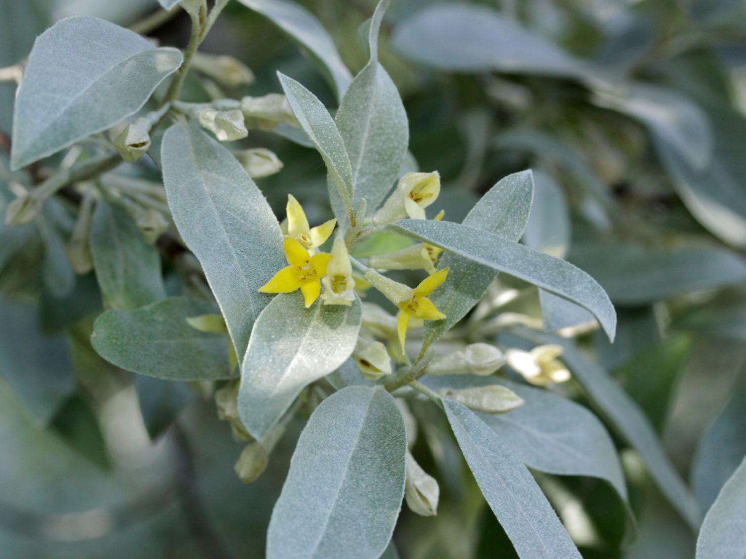 Silberölweide 'Zempin'